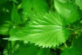 Nettle Leaf Tea