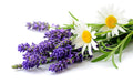 Lavender & Chamomile Body Oil